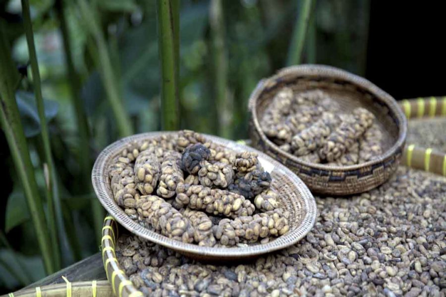 Kopi Luwak civet coffee aka the infamous poop coffee WayCap