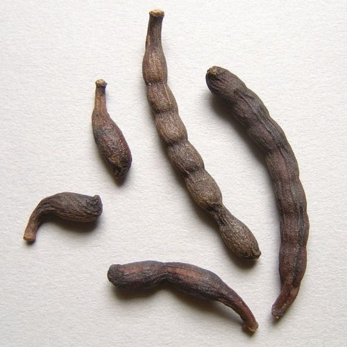 Seeds of selim, long black pepper, guinea pepper, african pepper