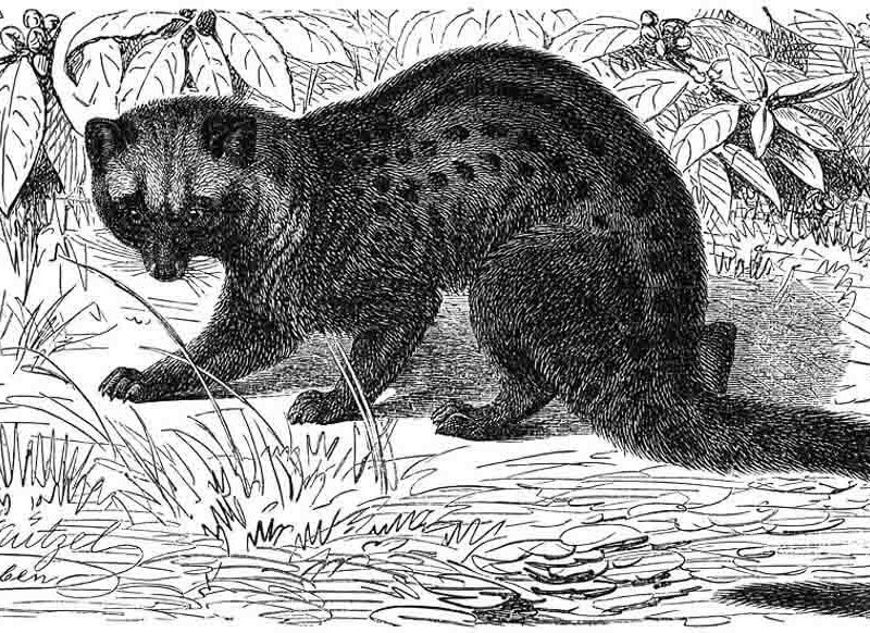 drawing of asian palm civet or luwak