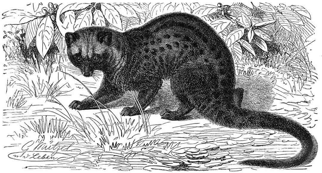 drawing of asian palm civet or luwak